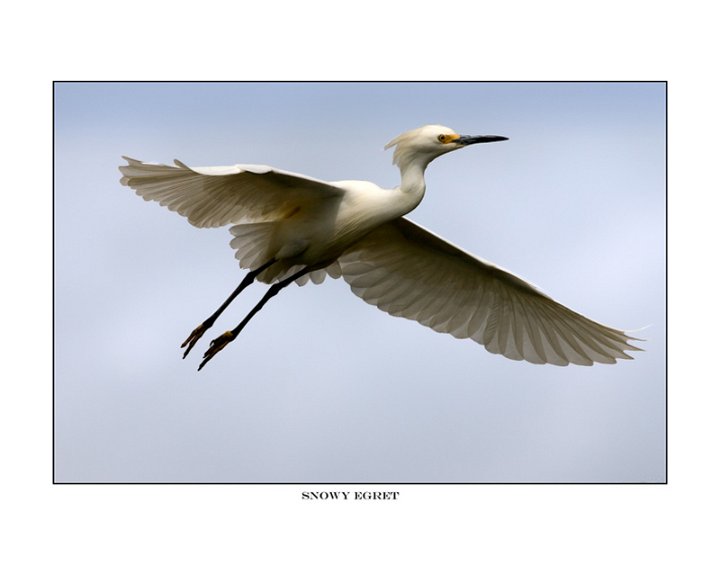 3133 snowy egret .jpg